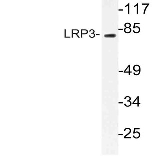 LRP3 (Y58) pAb