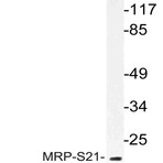 MRP-S21 (Q85) pAb