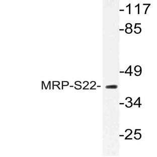 MRP-S22 (R263) pAb