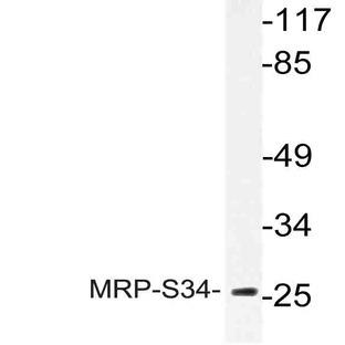 MRP-S34 (K214) pAb