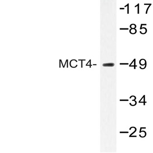 MCT4 (F265) pAb