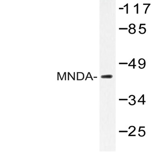 MNDA (V406) pAb