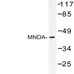 MNDA (V406) pAb