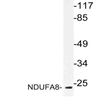 NDUFA8 (P141) pAb