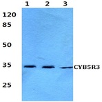 CYB5R3 (I169) pAb