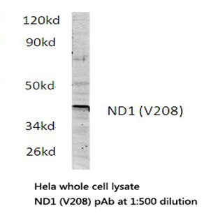 ND1 (V208) pAb