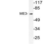 ME3 (R576) pAb