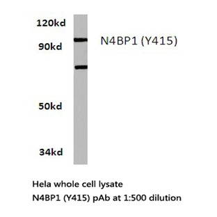 N4BP1 (Y415) pAb