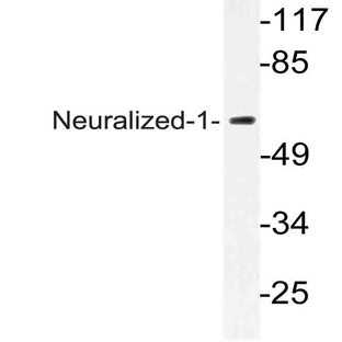 Neuralized-1 (V250) pAb