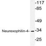 Neurexophilin-4 (P248) pAb