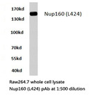 Nup160 (L424) pAb