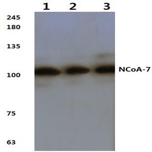 NCoA-7 (I454) pAb