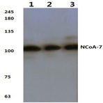 NCoA-7 (I454) pAb