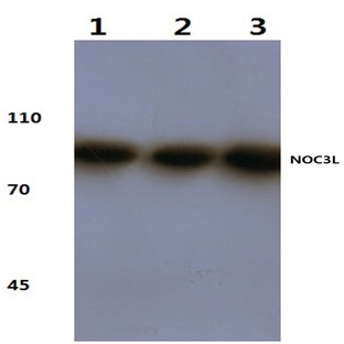 NOC3L (F447) pAb