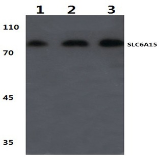 SLC6A15 (W64) pAb