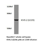 Kv9.2 (I229) pAb