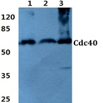 Cdc40 (S209) pAb