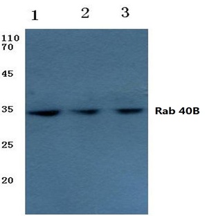 Rab 40B (S265) pAb