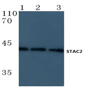 STAC2 (R248) pAb