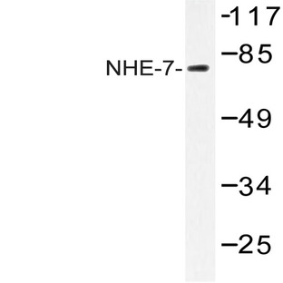 NHE-7 (D566) pAb