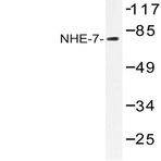 NHE-7 (D566) pAb