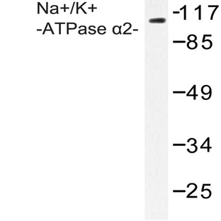 Na+/K+-ATPase (alpha)2 (R1007) pAb