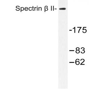 Spectrin (beta) II (M687) pAb