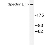 Spectrin (beta) II (M687) pAb