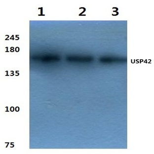 USP42 (K290) pAb