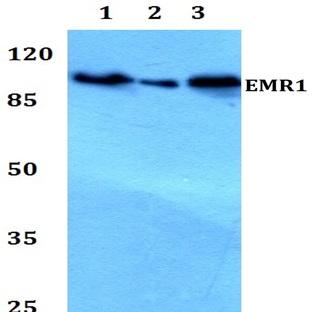 EMR1 (T860) pAb