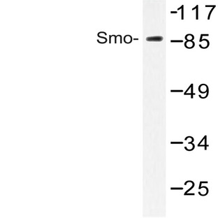 Smo (V107) pAb