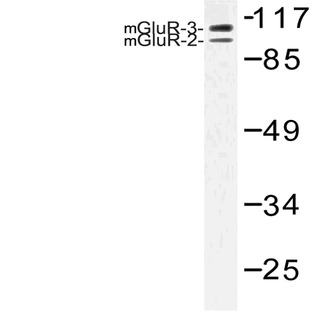 mGluR-2/3 (N867)pAb 