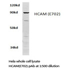 CD44 (E702) pAb