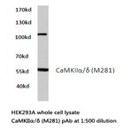 CaMKII(alpha)/(delta) (M281) pAb