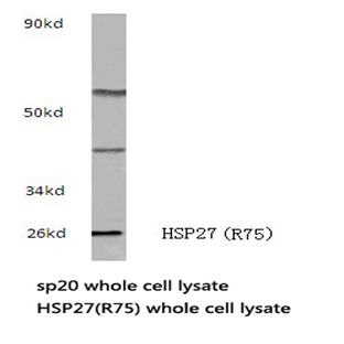 HSP27 (R75) pAb