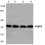 AQP4 (P253) pAb