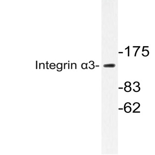 Integrin (alpha)3 (F531) pAb