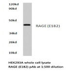 AGER / RAGE (E182) pAb