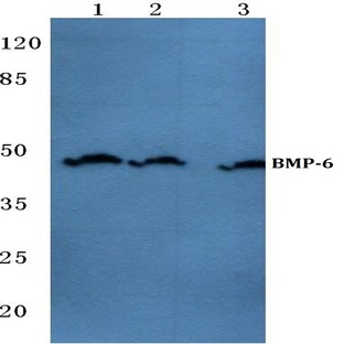BMP-6 (A152) pAb