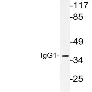 IgG1 (Q245) pAb