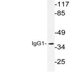 IgG1 (Q245) pAb