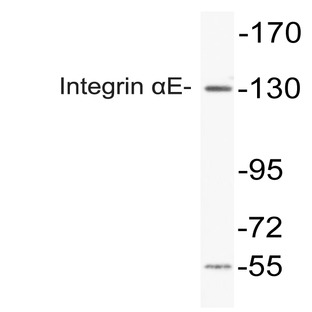 Integrin (alpha)E (L180) pAb