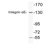 Integrin (alpha)E (L180) pAb