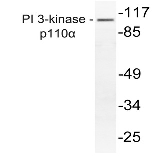 PI3K p110(alpha) (R519) pAb