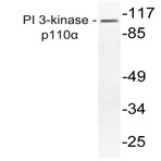 PI3K p110(alpha) (R519) pAb