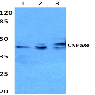 CNPase (A108) pAb