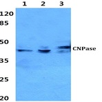 CNPase (A108) pAb