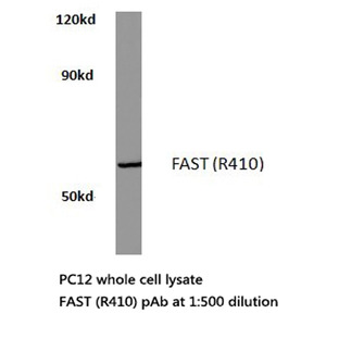 FAST (R410) pAb