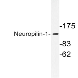 Neuropilin-1 (D525) pAb