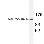 Neuropilin-1 (D525) pAb